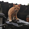 Автор