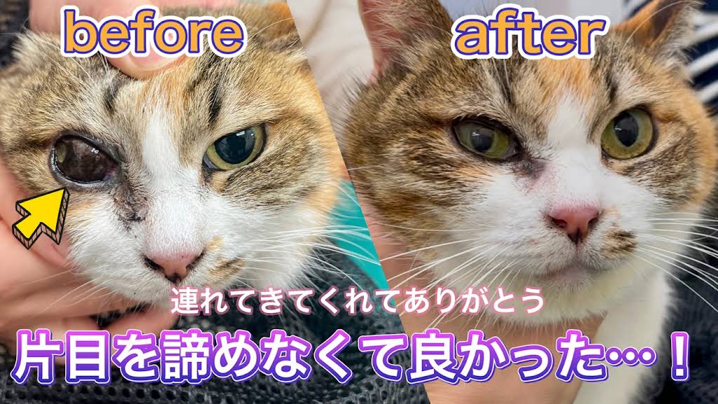 龍脈の精髄 ― 針状クラスター「透明なる守護」保護猫活動支援 名古屋にやってきた！能登半島ねこの譲渡会】 - DOTS MEOW