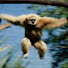 8boPoL9L9eg-channel-avatar-Ape Leap