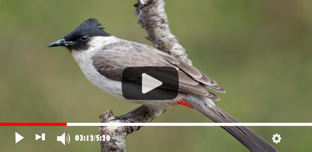 Master Burung Kutilang Gacor Apk For Android Herry App