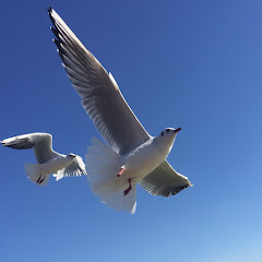 时间线アイコン画像