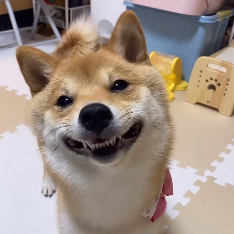 コッペパンはな
