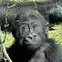 3D3YGbBZ6FQ-channel-avatar-Larry's Animal Safari