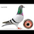 LPPU6XlxHWo-channel-avatar-Best pigeons 