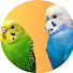 sR0j4Rt8A3g-channel-avatar-Budgie Instincts
