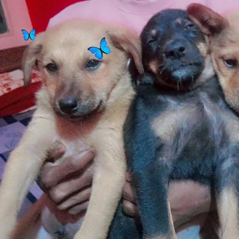 Helping hands Kmp 🐕