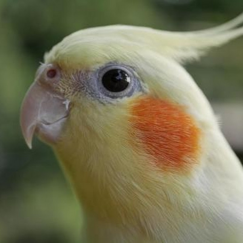 Parrot Reactions & Clips 