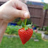 kArtUYd00Co-channel-avatar-Freya'sFruits