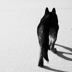 TRE RUNS-WILD net worth