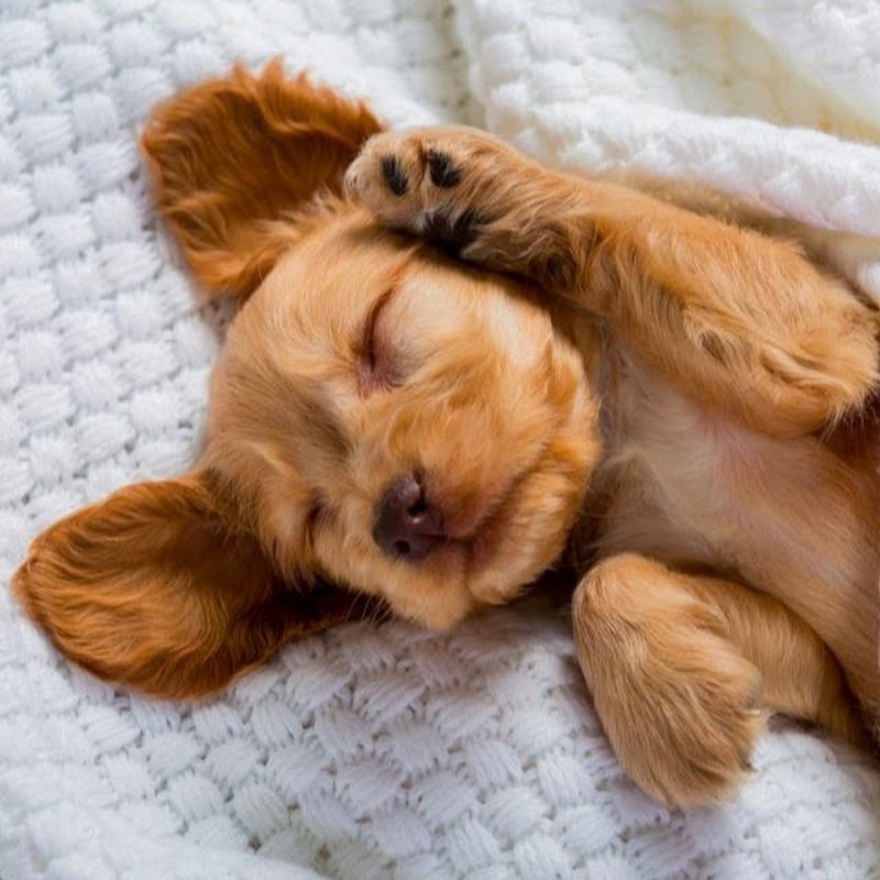 sleepypuppy77 @sleepypuppy77 | Thizzler