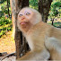 qaZHqFZxZFg-channel-avatar-AdorableBabyPrimate