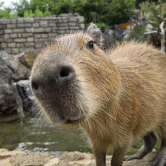 抜け殻
