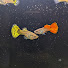 y_k_YGqe4S0-channel-avatar-The Guppy Family Aquarium