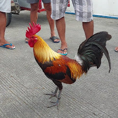 Joms' ManokTV