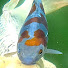 fwbfLRWNaeI-channel-avatar-Koi in the UK
