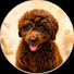 4mG9WSPndPs-channel-avatar-Bearthepoodle