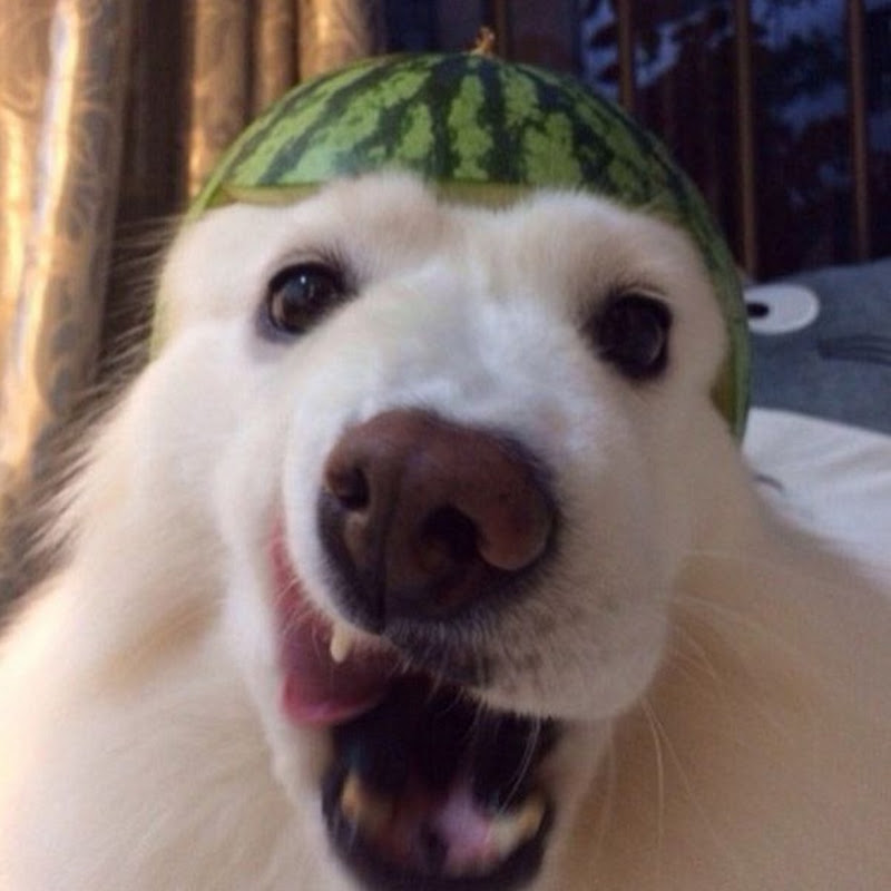 doldenguy