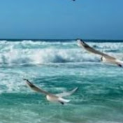  Oceanvlog 45