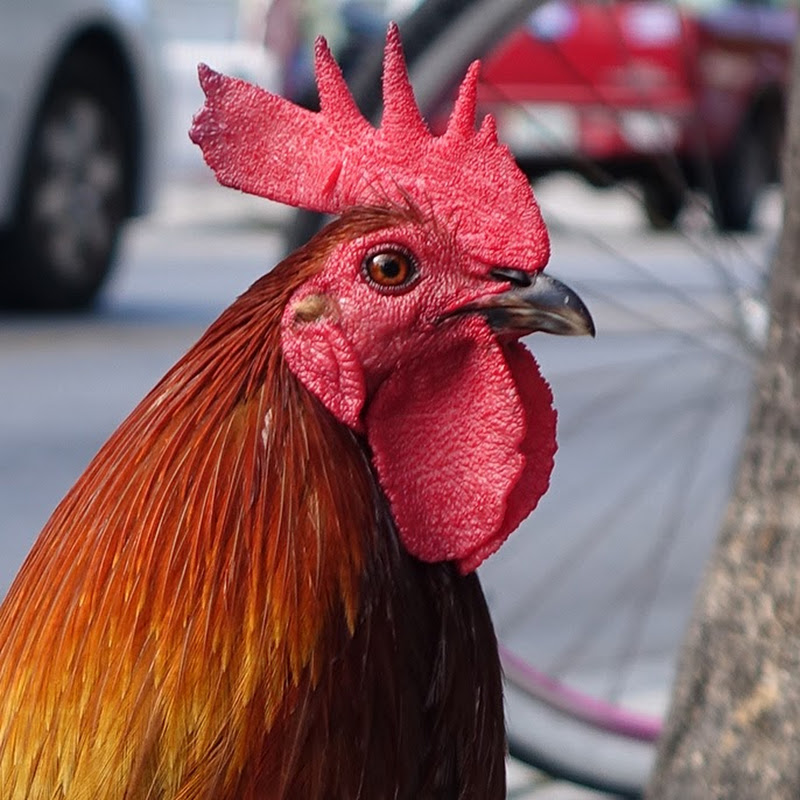 BLC Streams thumbnail