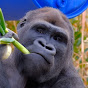ゴリさんの動物園日記 ( Mr. Gori )