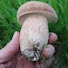 jeD_oMiP9XU-channel-avatar-Mushroom season
