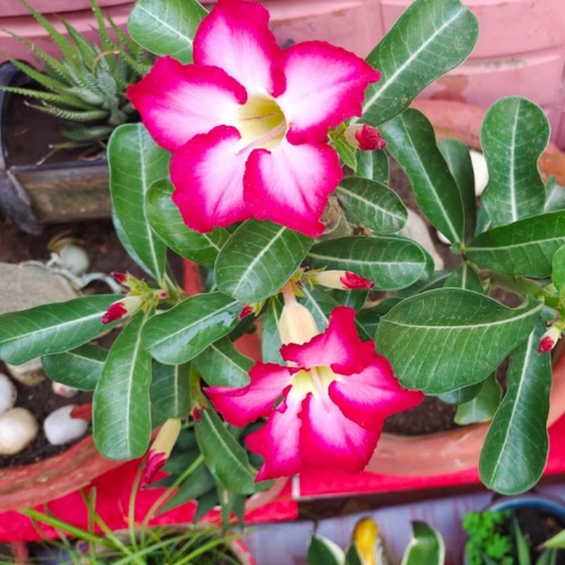 Dance and Nature,  Physical and Mental Health