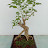 @munirstudybonsai3337