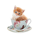 The world of cats