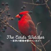The Cards Watcher_世界の野球考察チャンネル