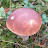 @Boletus23