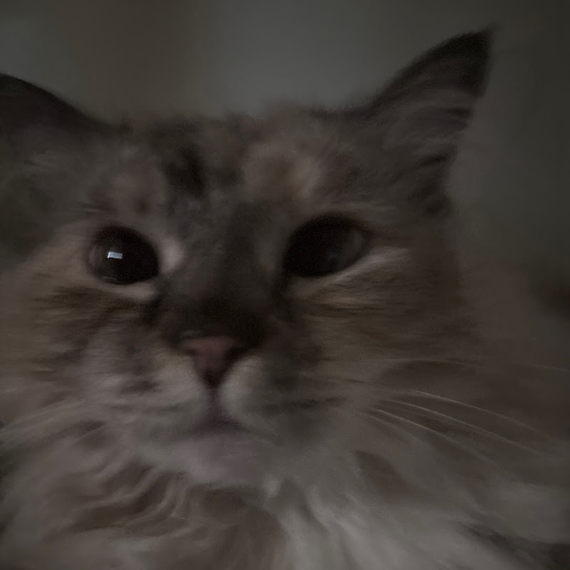 ByeByeJobApplications