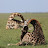 WILD AFRICAN SAFARI