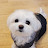 @Maltese_loobi
