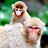 Love Macaques