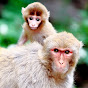 Love Macaques logo