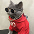 NK7FJcDbWj8-channel-avatar-Birder TV