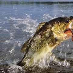 Carsons_catch