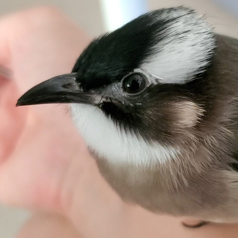 白頭翁的鄉村日記 Logo