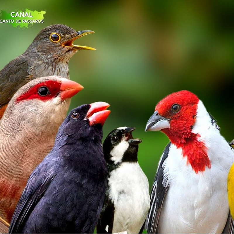 Pássaros e Cantos