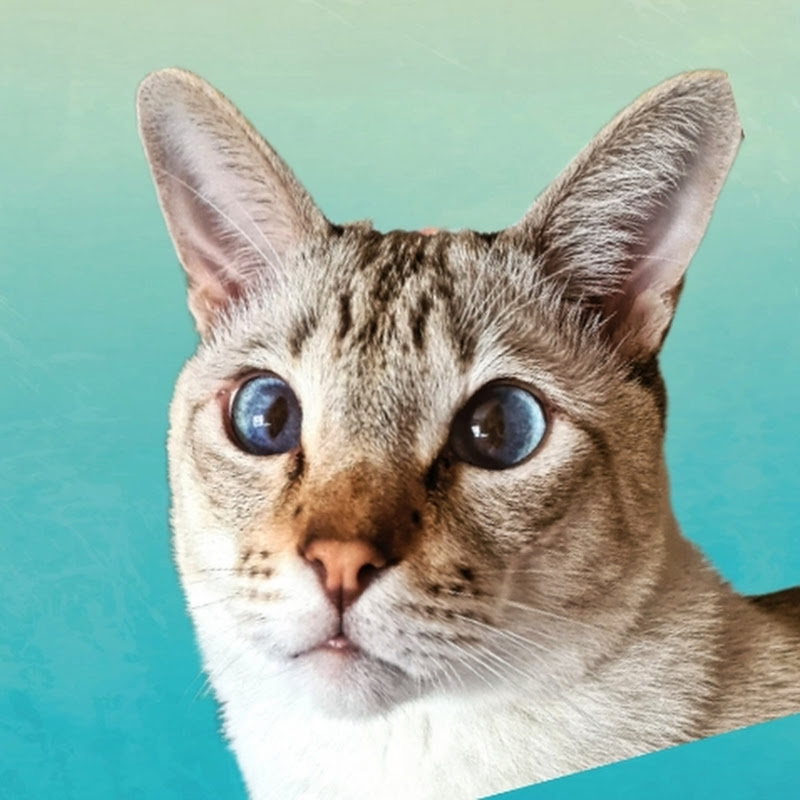 Mico Kitty