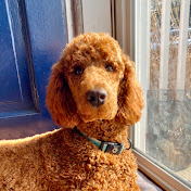 Phoebe the Standard Poodle