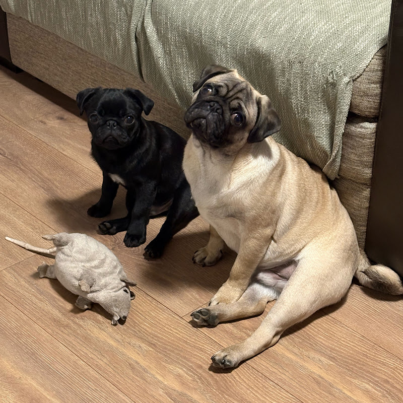 Muffin.Pepper