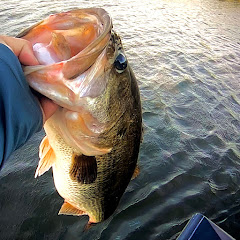 Bass Monkey Fishing