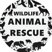 Wildlife Animal Rescue