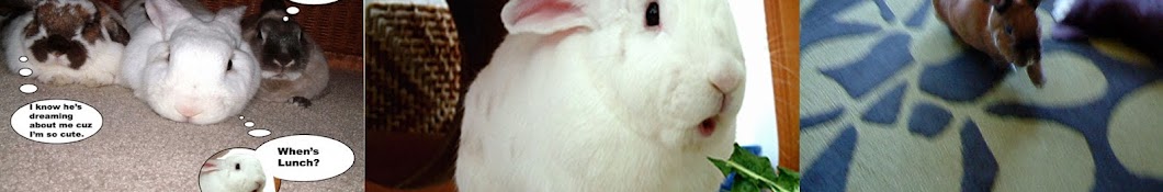 Binky Bunny YouTube channel avatar
