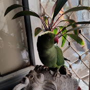 Chakku-The parrot