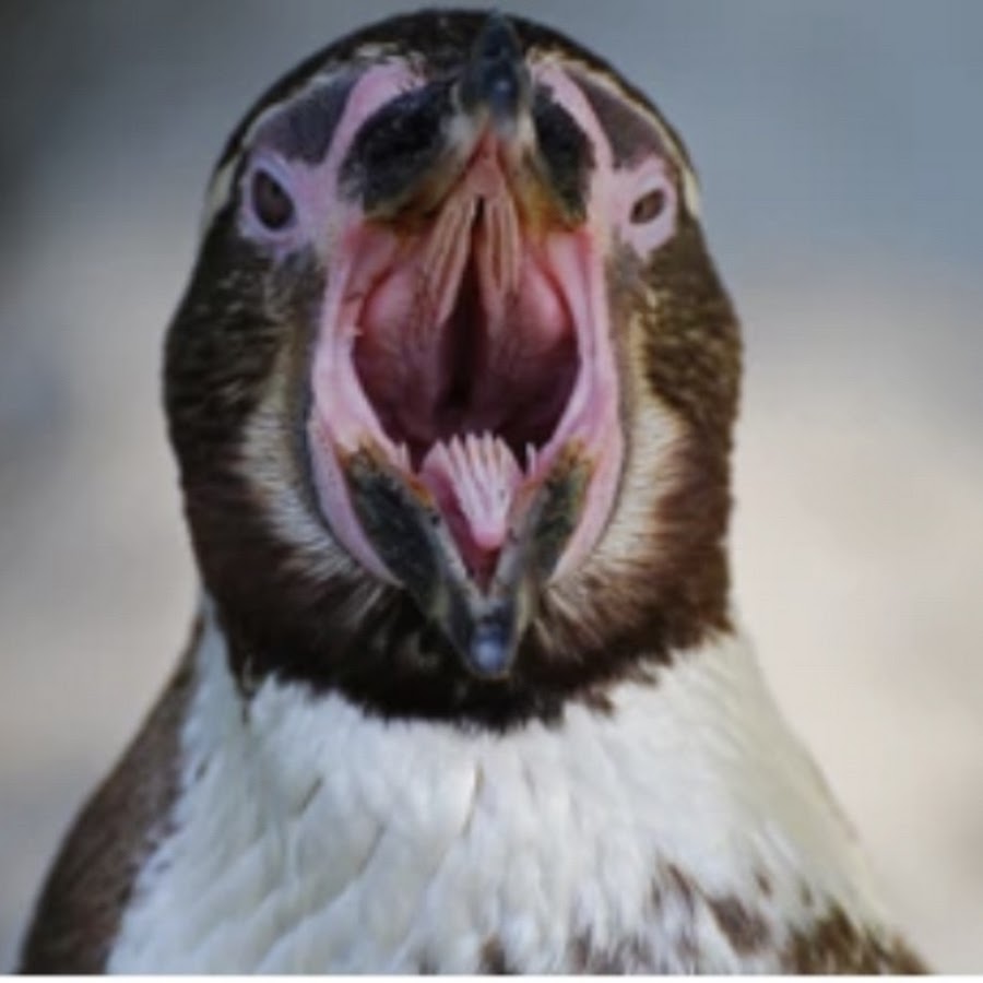 Зубы пингвина фото реальное