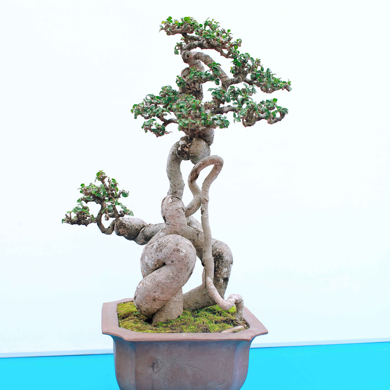 Mạnh Bonsai