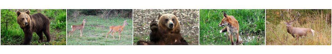 Bear Watching Transylvania YouTube channel avatar
