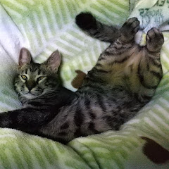 猫野下僕アイコン画像